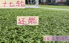 中超三豪門，維塔爾海港，馬納法申花，全勤外援17輪首發(fā)。